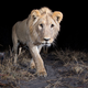 Will Burrard-Lucas/WWF-US